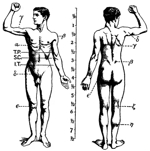 1911 Britannica - Anatomy - Muscular.png