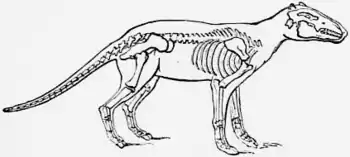 1911 Britannica - Anoplotherium commune.png