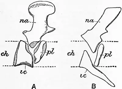 1911 Britannica - Batrachia - Archegosaurus.png