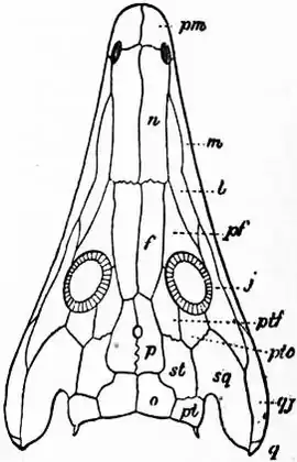 1911 Britannica - Batrachia - Archegosaurus Decheni.png