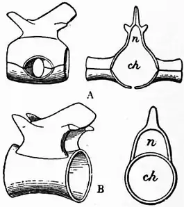 1911 Britannica - Batrachia - Hylonomus Branchiosaurus.png