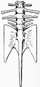 1911 Britannica - Batrachia - Hymenochirus.png