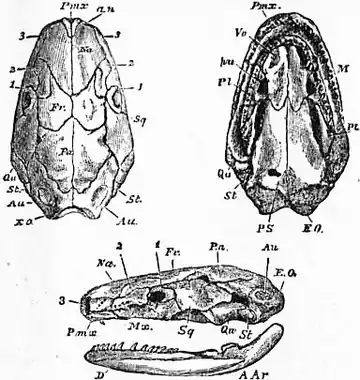 1911 Britannica - Batrachia - Ichthyophis glutinosus.png