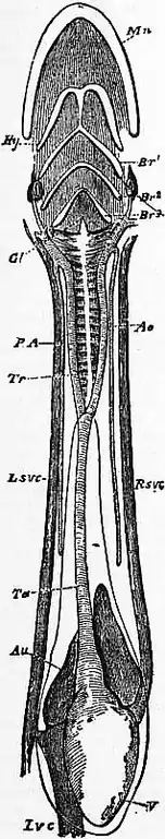 1911 Britannica - Batrachia - Ichthyophis glutinosus1.png