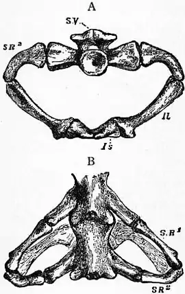 1911 Britannica - Batrachia - Necturus.png