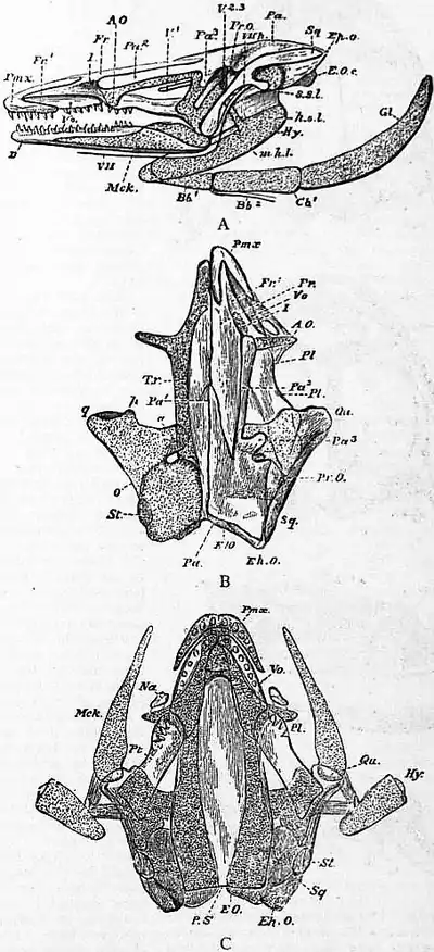 1911 Britannica - Batrachia - Necturus maculosus.png