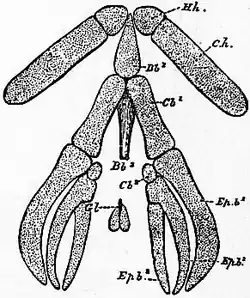 1911 Britannica - Batrachia - Necturus maculosus1.png