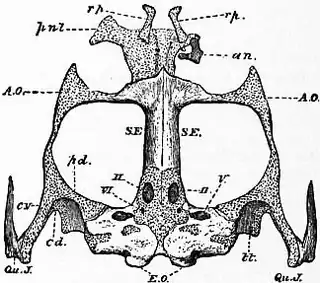 1911 Britannica - Batrachia - Rana esculenta.png