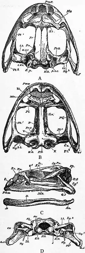 1911 Britannica - Batrachia - Rana esculenta1.png