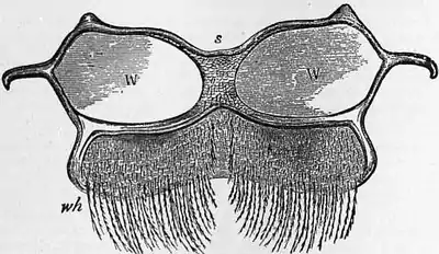 1911 Britannica - Bee - Abdominal Plate.png