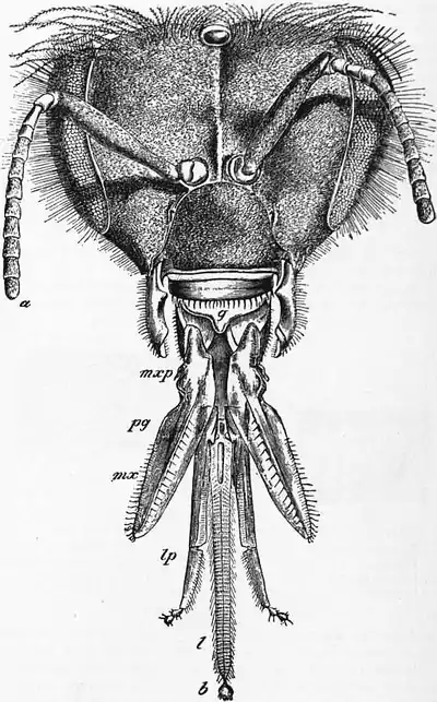 1911 Britannica - Bee - Apis.png