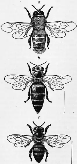 1911 Britannica - Bee - Apis mellifica.png