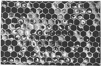 1911 Britannica - Bee - Bacillus alvei.png