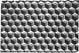 1911 Britannica - Bee - Comb Midrib.png