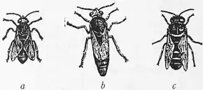 1911 Britannica - Bee - Hive bee.png