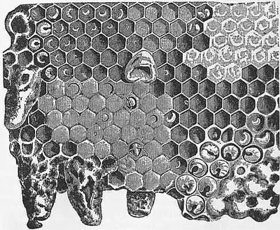 1911 Britannica - Bee - Honeycomb.png