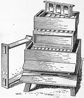 1911 Britannica - Bee - Interior.png