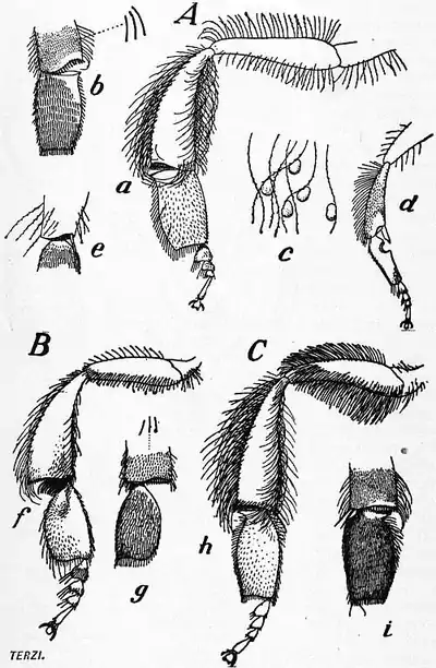 1911 Britannica - Bee - Legs.png