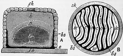 1911 Britannica - Bee - Straw skep.png