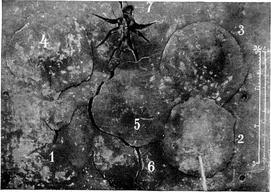 1911 Britannica - Cemented Plate Back.png