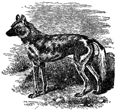 1911 Britannica - Hunting Dog.png