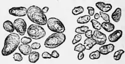 1911 Britannica - Starch Granules.png