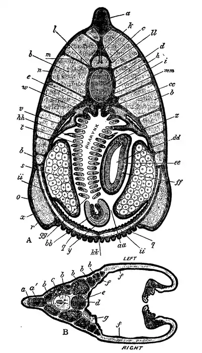 1911 Britannica - Transverse sections of Amphioxus.png