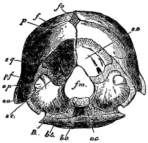 1911 EB Chicken skull.png