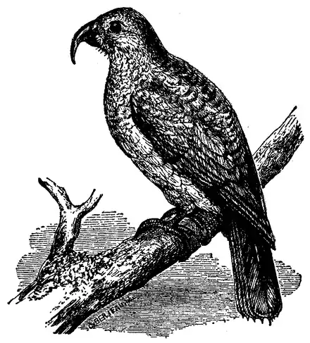 1911 EB Phillip-Island Parrot.png