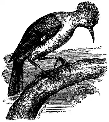 1911 EB Starling of Réunion.png