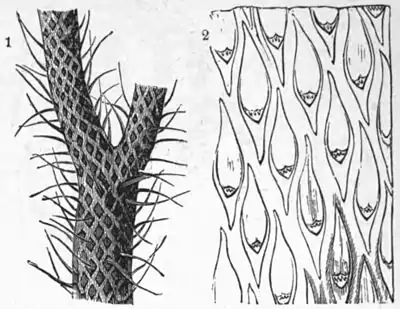 AmCyc Coal Plants - Lepidodendron.jpg