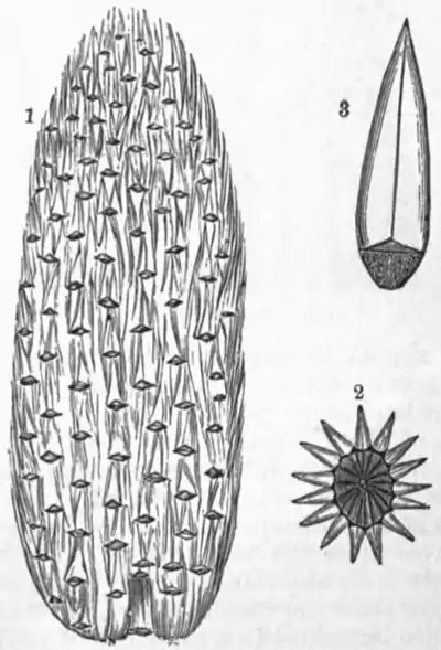 AmCyc Coal Plants - Lepidostrobus.jpg