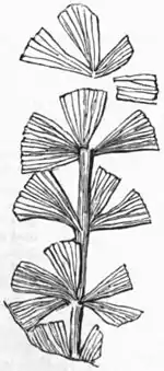 AmCyc Coal Plants - Sphenophyllum Schlotheimii.jpg