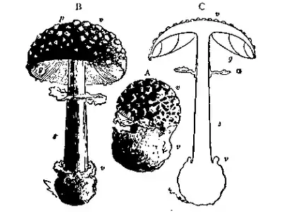 Amanita muscaria — Encyclopædia Britannica.png