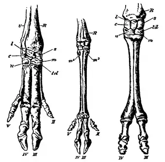 Artiodactyla feet.png