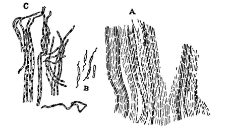 Bacteriology 10.png