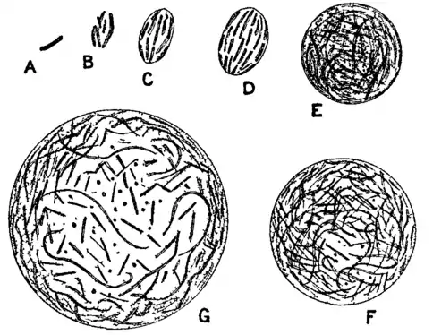 Bacteriology 14.png