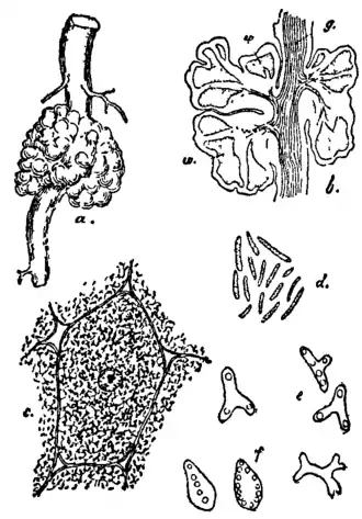 Bacteriology 16.png