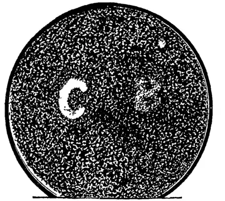 Bacteriology 17.png