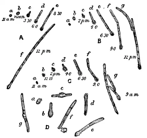 Bacteriology 2.png