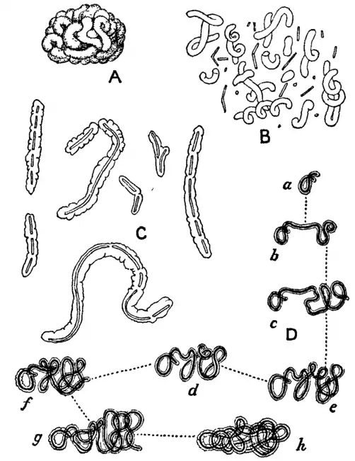 Bacteriology 20.png