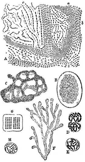 Bacteriology 3.png