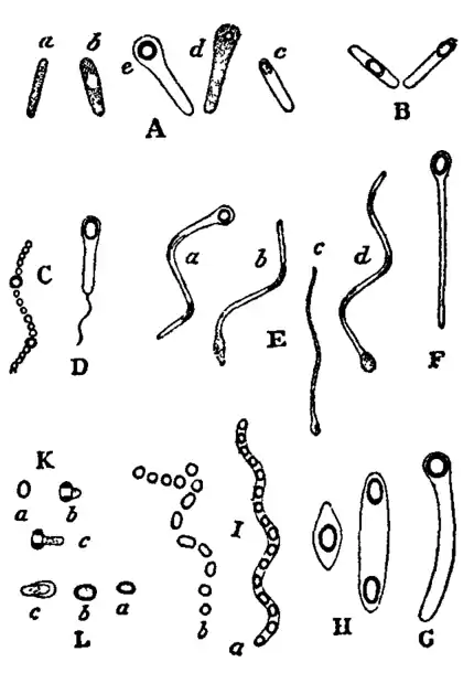 Bacteriology 4.png