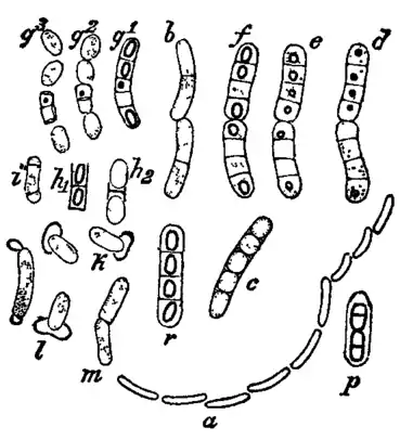 Bacteriology 6.png