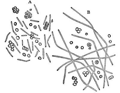 Bacteriology 7.png