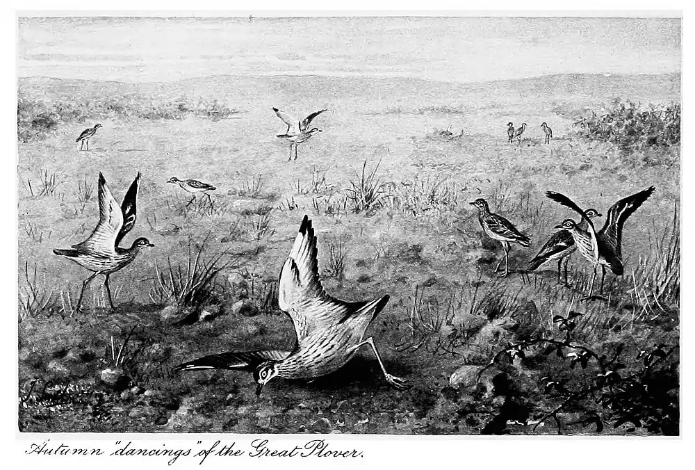 photogravure of Dancing of Great Plovers (Burhinus oedicnemus) in Autumn by Joseph Smit