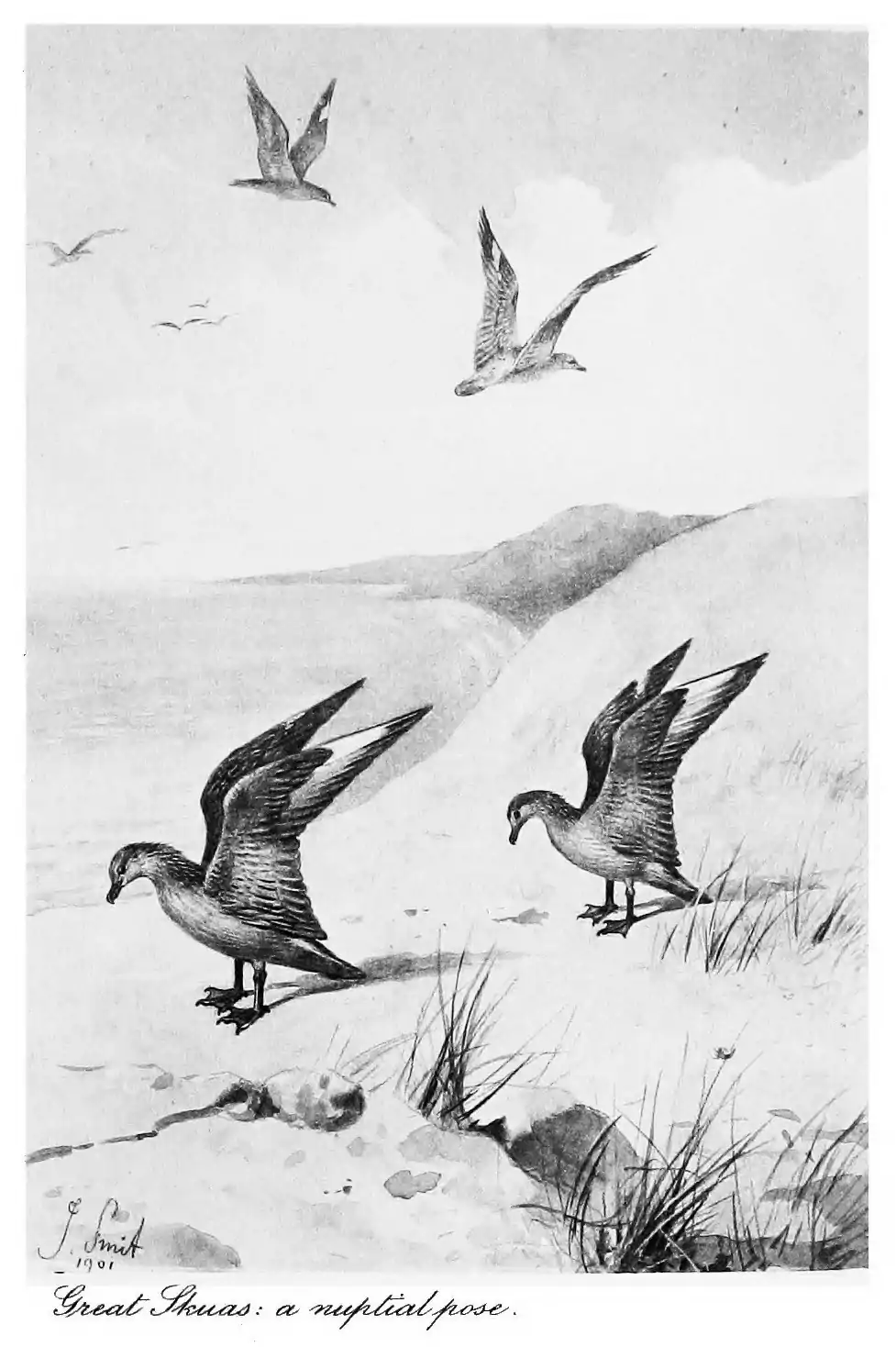 photogravure of Great Skuas: (Stercorarius skua) Nuptial Flight and Pose by Joseph Smit