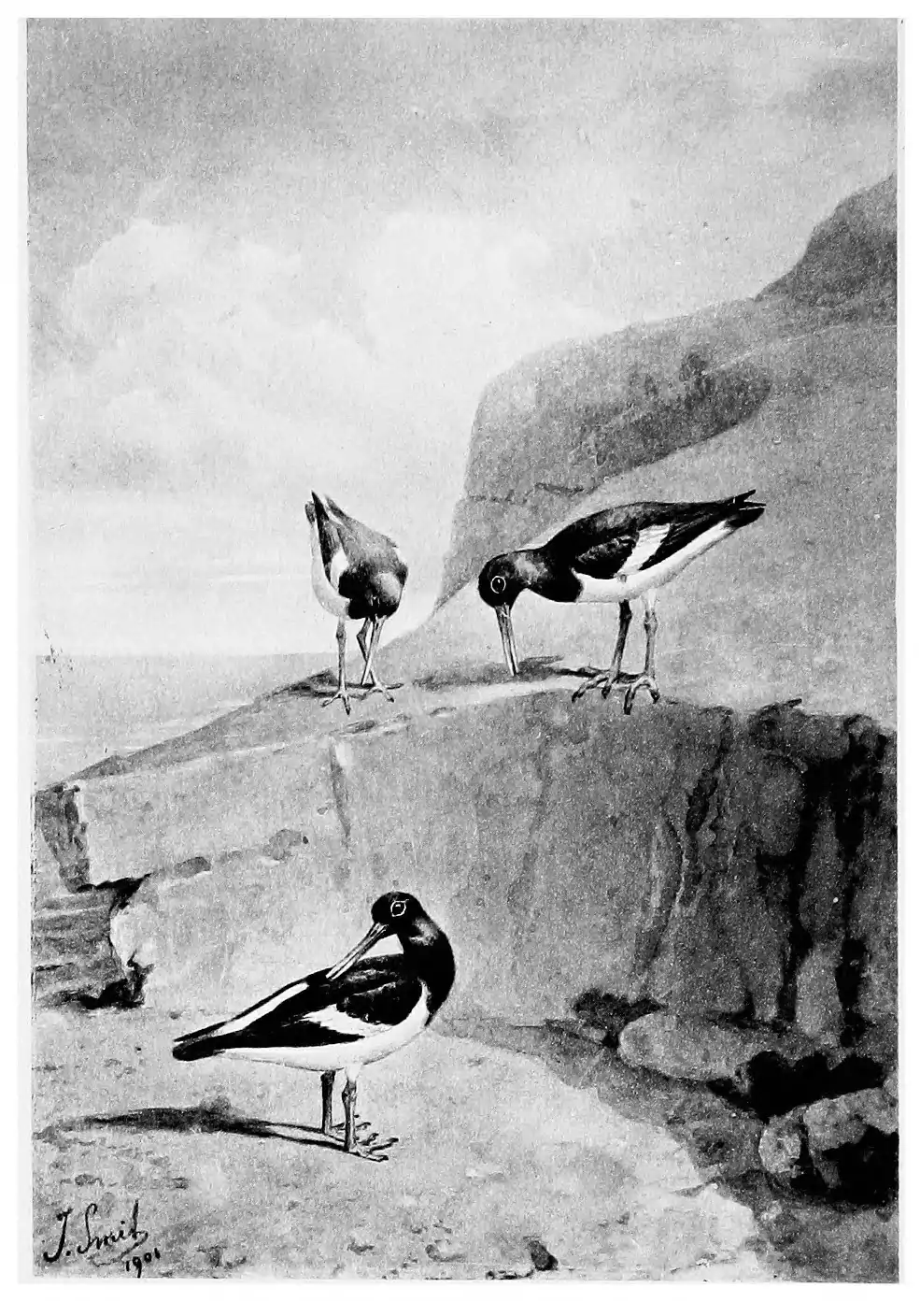 photogravure of Male Oyster-catchers (Haematopus ostralegus) piping to the Female by Joseph Smit