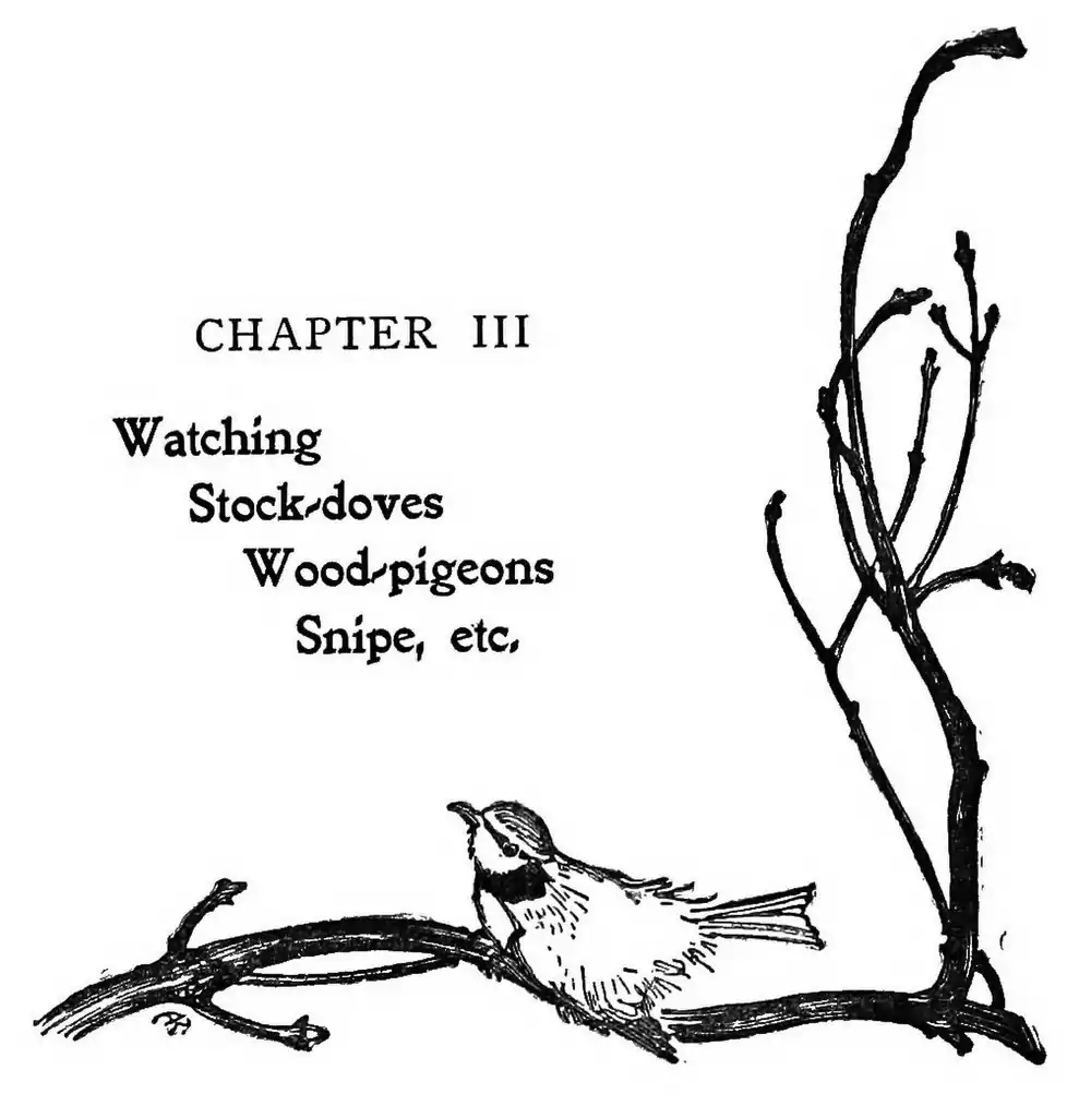 chapter header illustration with titmouse by Arthur Rackham: Chapter III - Watching Stock-doves, Wood-pigeons, Snipe, etc.