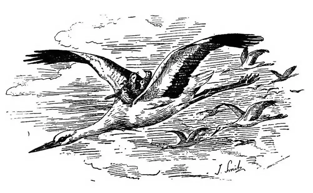 drawing of white storks (Ciconia ciconia) by Joseph Smit